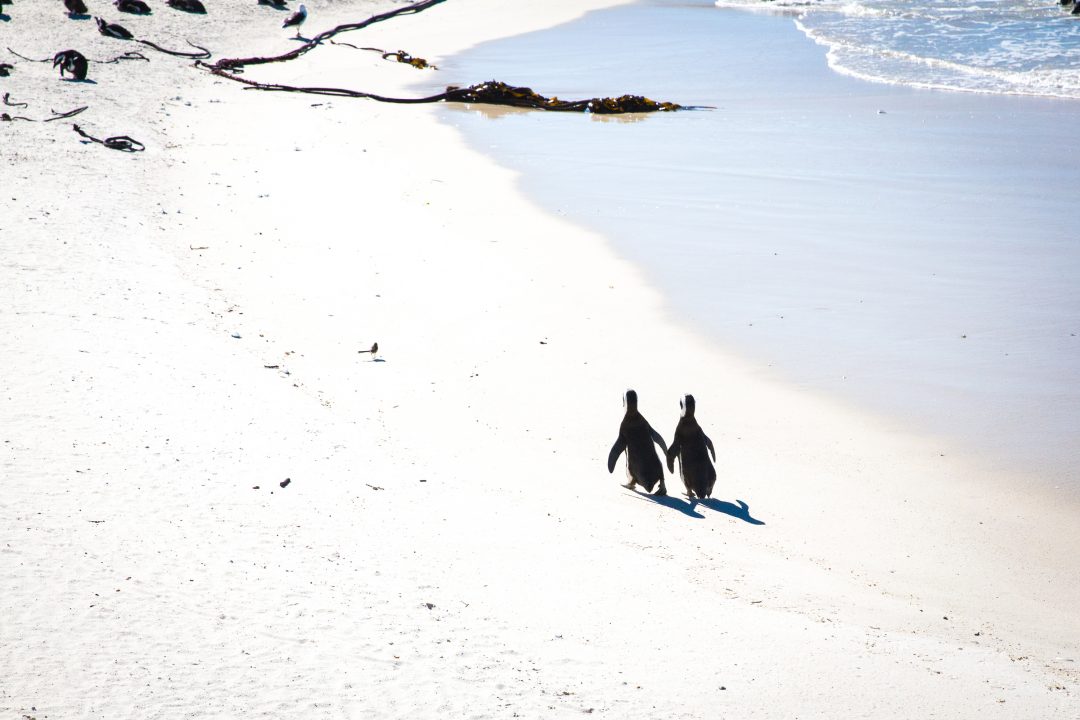 penguins, Boulders Beach