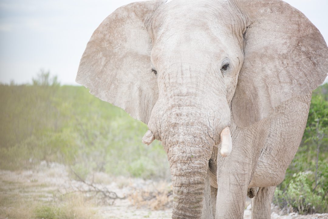 Elephant, Etosha National Park, Namibia