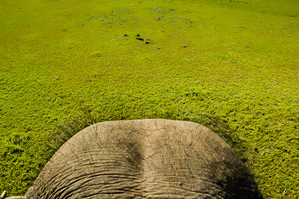 Elephants, Nepal