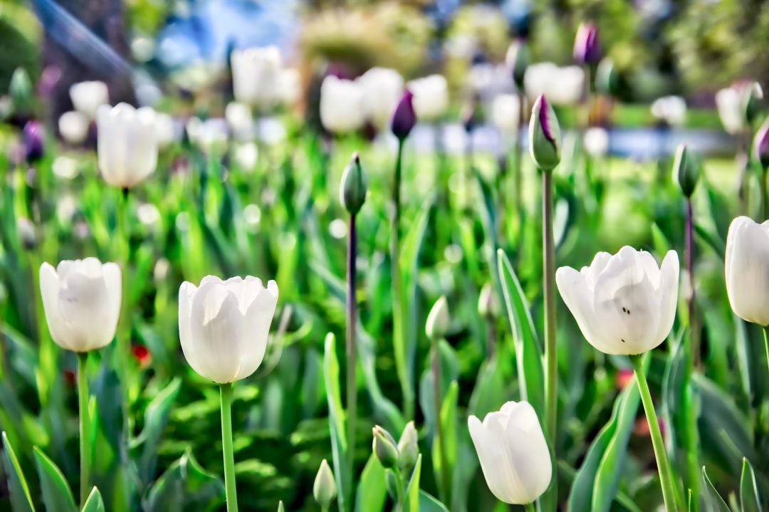 Queenstown, Tulips, New Zealand