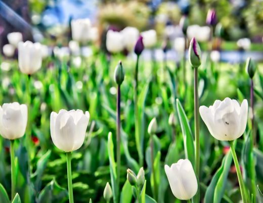 Queenstown, Tulips, New Zealand