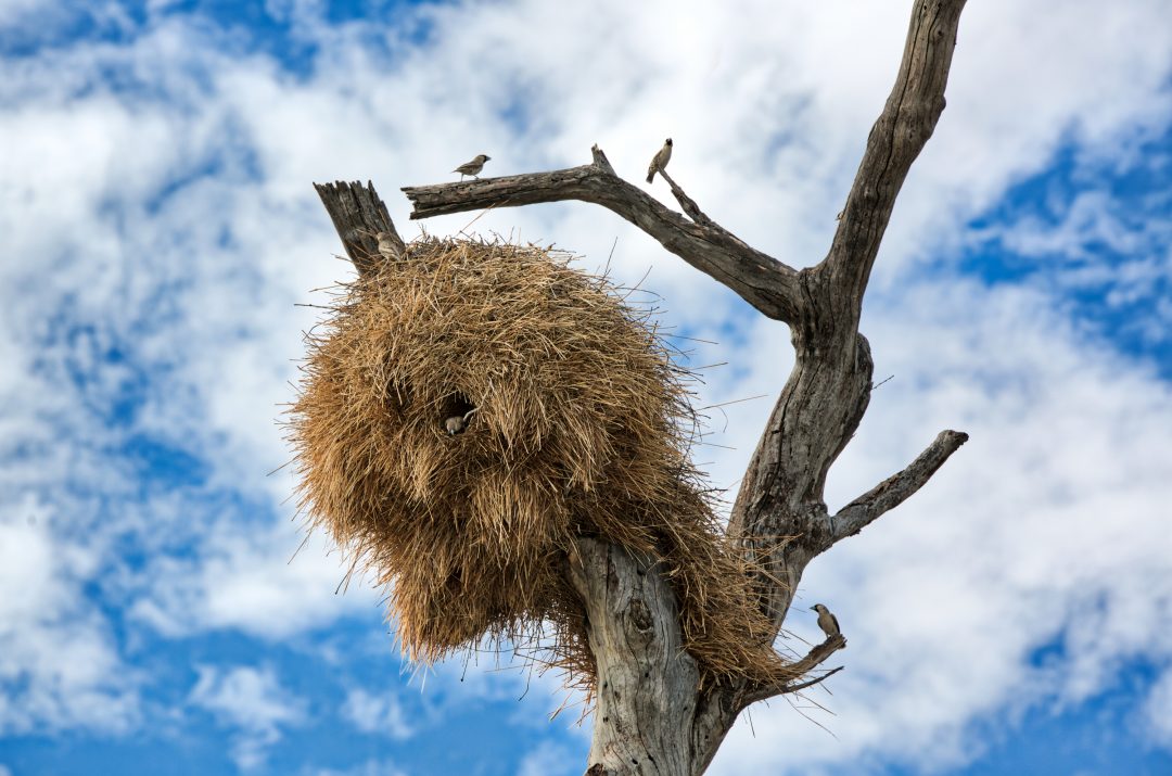 weaver bird nest, Etosha National Park, Namibia