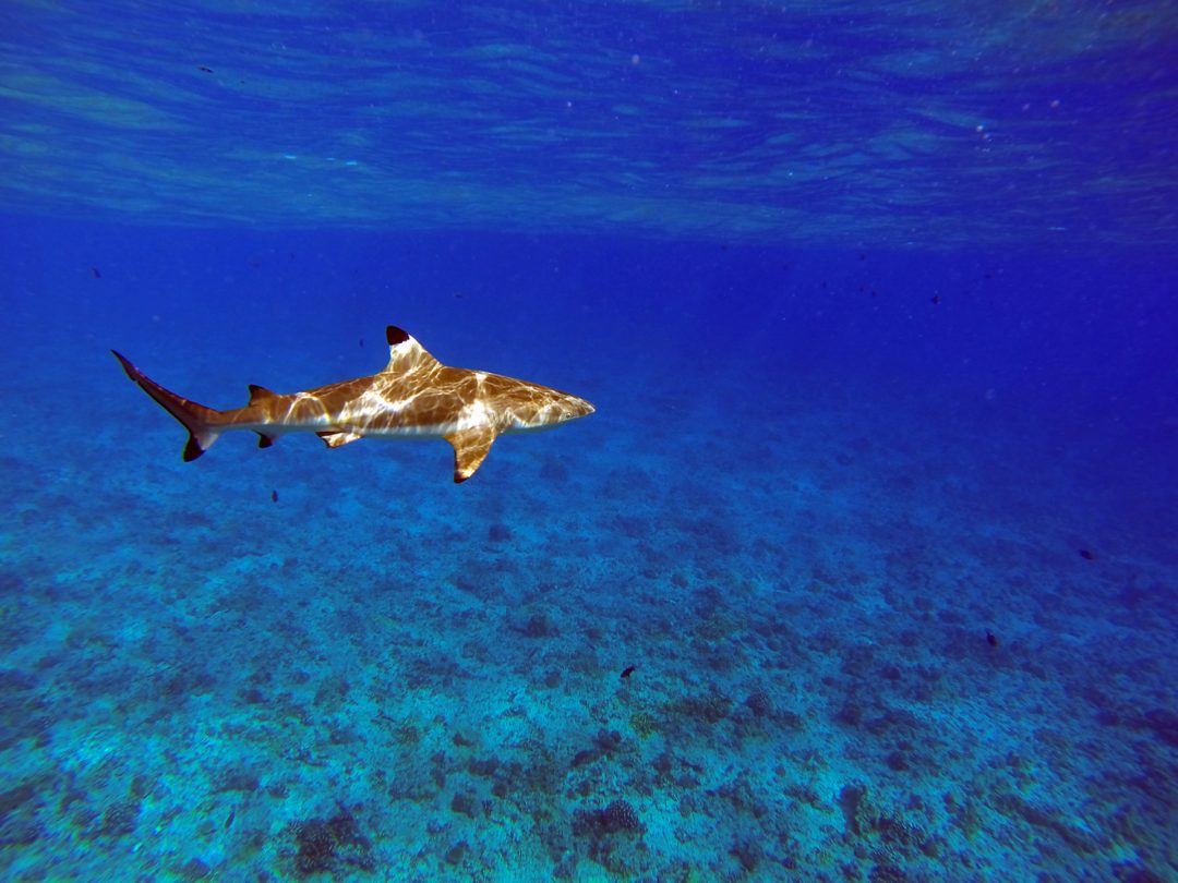 Moorea, French Polynesia