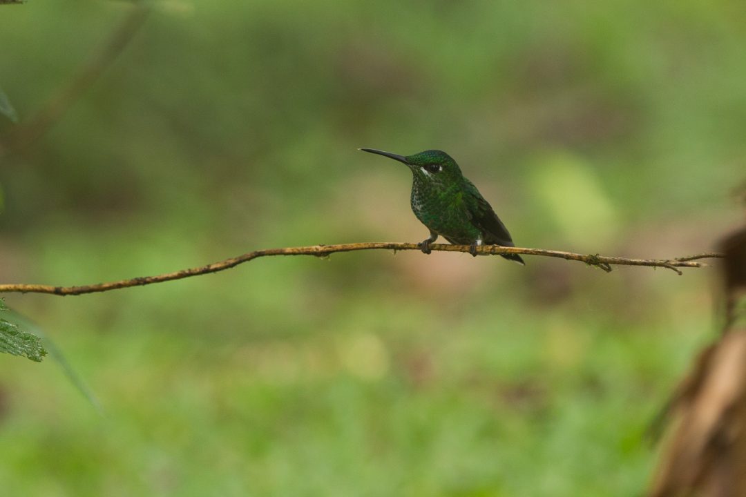 hummingbird, Los Angeles Cloud Forest, Costa Rica.