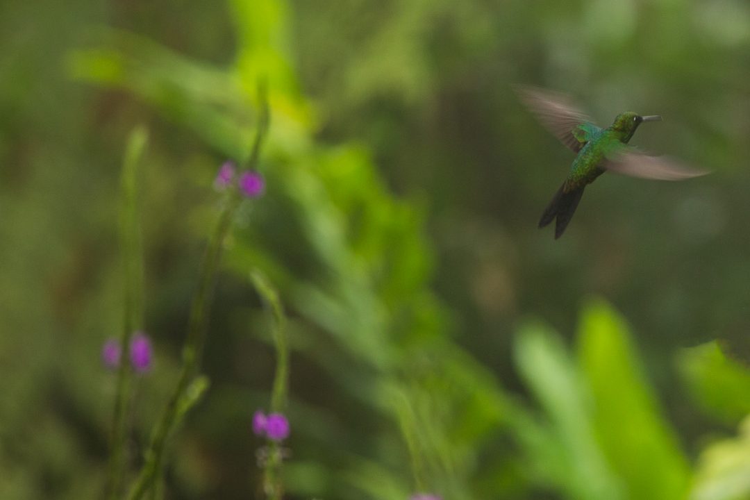 Los Angeles Cloud Forest, Costa Rica, hummingbirds