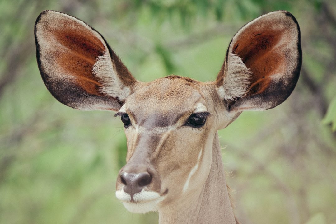 Crystal Stafford, impala, etosha, namibia