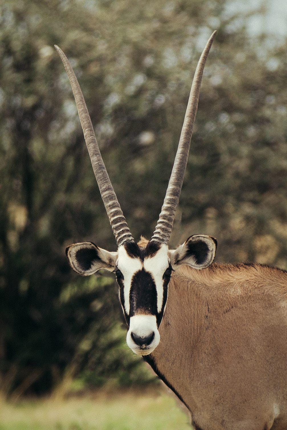 Crystal Stafford, oryx, etosha, namibia