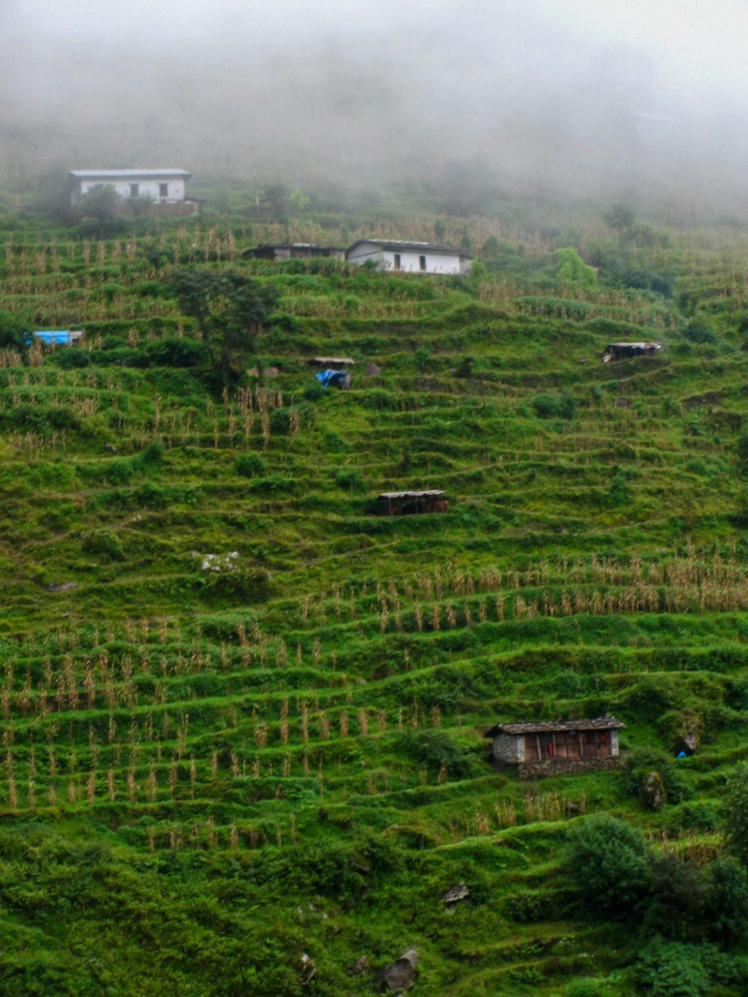 Crystal Stafford, Mountain Terraces in Nepal